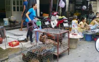 Ngăn chặn dịch bệnh xâm nhập từ gia súc, gia cầm lậu