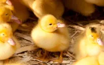 Hỗ trợ vịt giống cho bà con vùng biên giới tỉnh Cao Bằng