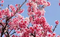 Hà Nội đón nhận 161 cây hoa anh đào do tỉnh Fukushima trao tặng