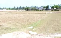 Bình Định: 12.000 ha lúa, hoa màu khô hạn nghiêm trọng