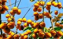Tăng cường hợp tác nông nghiệp Việt Nam - Nhật Bản