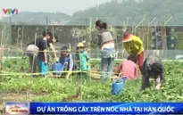 Hàn Quốc: Độc đáo dự án trồng cây xanh trên nóc nhà