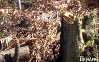 Khởi tố đối tượng phá 5,3 ha rừng