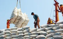 Lượng gạo xuất khẩu qua biên giới phía Bắc giảm mạnh
