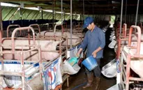 Vệ sinh an toàn thực phẩm - Cản trở lớn của chăn nuôi Việt Nam trong TPP