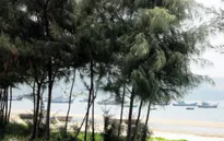 Tàn phá rừng phòng hộ ven biển và cái giá phải trả