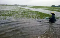 TT-Huế: Mưa lớn khiến 2.000ha lúa ngã đổ