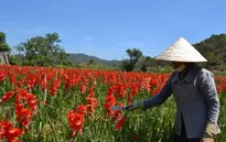 Hoa nở muộn sau Tết, giá giảm mạnh