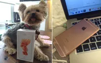 iPhone 6S đến tay người dùng trước khi Apple chính thức phát hành