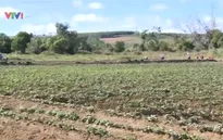 Hỗ trợ nông dân nâng cao giá trị sản phẩm khoai lang