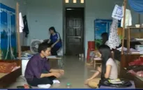 TT-Huế: Người dân bất an vì kiến ba khoang xuất hiện ồ ạt