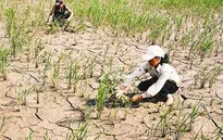 Việt Nam triển khai nhiều giải pháp ứng phó với biến đổi khí hậu