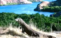 Đảo rồng Komodo - Điểm nhấn du lịch của Indonesia