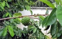 Thương lái ngừng thu mua lá mãng cầu