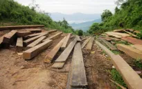 Phú Yên: Khai thác gỗ lậu trở thành... chuyện thường