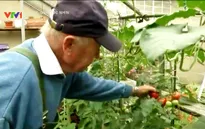 Tự trồng rau quả tại vườn nhà - Xu hướng mới