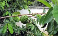 Cảnh giác việc thương lái thu mua lá mãng cầu xiêm
