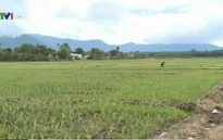 Bình Thuận: 145 người cùng một xã bị mắc bệnh ung thư