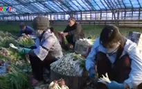 Tết của những người Việt "không có Tết" ở Nga