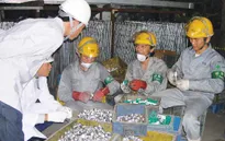 Miễn xử phạt lao động bất hợp pháp tự nguyện về nước