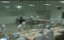 Xuất khẩu lợn sữa tăng mạnh