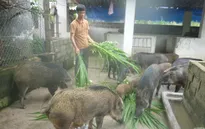 Trở thành tỷ phú nhờ mô hình liên kết sản xuất lợn rừng hữu cơ