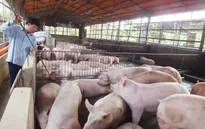 Thái Bình xây dựng vùng chăn nuôi an toàn dịch bệnh, hướng tới xuất khẩu