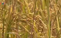 Thu mua tạm trữ 1 triệu tấn gạo vụ Đông Xuân