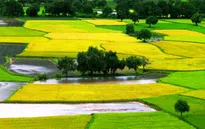 Bổ sung hơn 321 tỷ đồng ngân sách cho lĩnh vực nông nghiệp của 18 tỉnh​