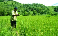 Quảng Nam: Phát triển lúa nước đảm bảo an ninh lương thực vùng cao