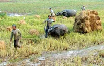 Giá lúa Hậu Giang tăng mạnh trở lại