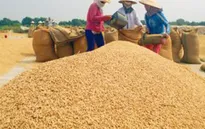 Giá lúa tăng sau thông tin mua tạm trữ