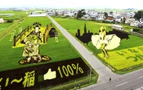 Những cánh đồng lúa đầy nghệ thuật ở Nhật Bản