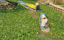 Lục bình gây ách tắc giao thông đường thủy phía Nam