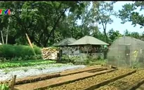 Philippines: Nông trại rau xanh giữa đô thị