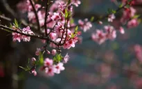 Rực rỡ sắc xuân trên vùng cao Mộc Châu