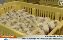 Nông dân Mỹ thiệt hại nặng nề trong quý I vì dịch cúm gia cầm