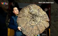 Cây nấm khổng lồ 1.000 tuổi
