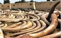Thái Lan: Thu giữ hơn 3 tấn ngà voi nhập lậu từ Kenya
