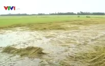 Đồng Tháp: Trạm bơm hoạt động cầm chừng, nhiều diện tích lúa bị ngập úng