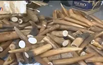 Kiên Giang: Bắt giữ vụ vận chuyển gần 400 kg ngà voi