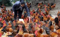 Nghệ An : Không có bệnh nhân nhiễm cúm A/H5N6