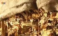 Cao Bằng: Thu giữ hơn 2,3 tấn nguyên liệu thuốc lá lậu