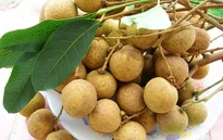 Nhãn lồng Hưng Yên sắp "xuất ngoại" sang Mỹ