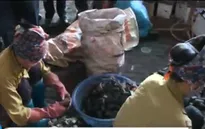 Hưng Yên: Phải di dời khẩn cấp 13 hộ tái chế chì ở làng nghề Đông Mai