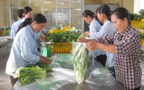 Hà Nội :Triển khai chuỗi cung cấp rau, thịt an toàn