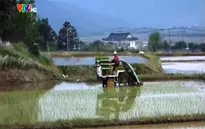 Nông dân Hàn Quốc cấy lúa như thế nào?
