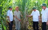 Nông nghiệp công nghệ cao - Giải pháp tăng hiệu quả kinh tế