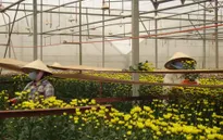 Nông dân đổi đời nhờ nông nghiệp công nghệ cao