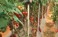 Lâm Đồng: Phát triển công nghệ cao trong nông nghiệp